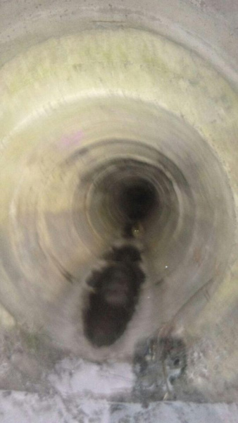 "Побольше бы таких людей!": в Киеве мужчина спас кота, которого сбило авто (фото)