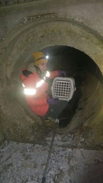 "Побольше бы таких людей!": в Киеве мужчина спас кота, которого сбило авто (фото)