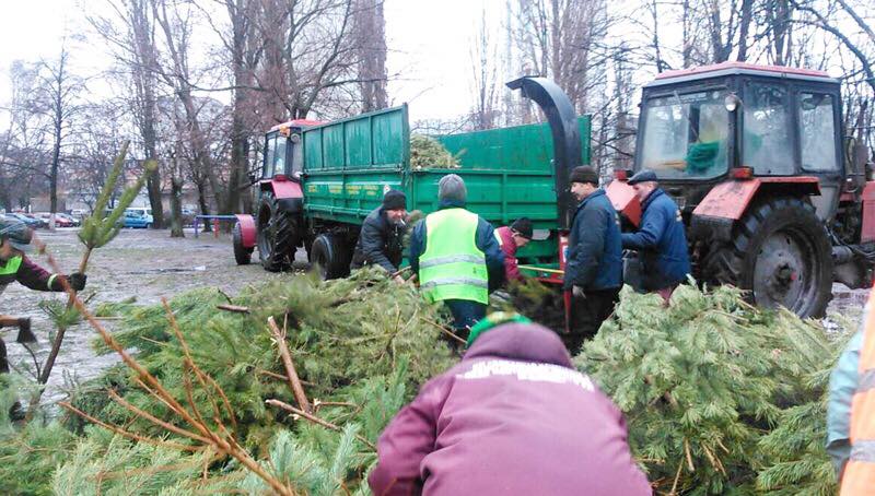 "Зелена справа": у Києві похвалилися утилізацією гори ялинок (фото)