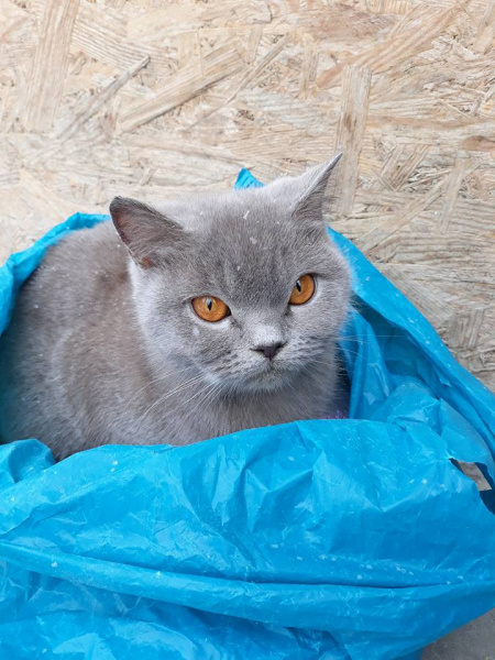 Засунули в пакет: в Тернополе выбросили на помойку кота (фото)