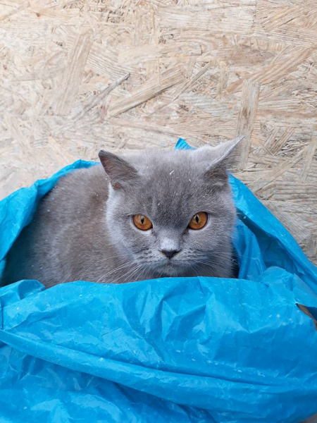 Засунули в пакет: в Тернополе выбросили на помойку кота (фото)