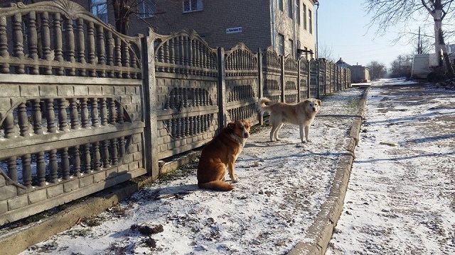 Так зручніше: в Запоріжжі біля дитячої поліклініки організували звалище