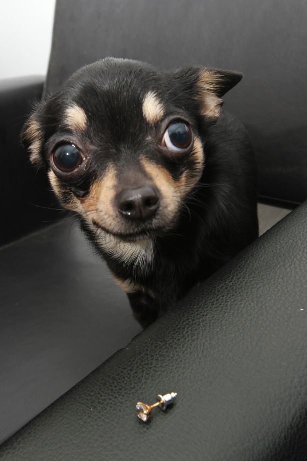 Маленькая собачка втайне от хозяина съела серьгу с бриллиантом