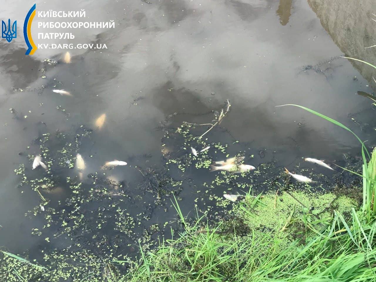 Під Києвом річка перетворилася на коричневу рідину з мертвою рибою: фото екокатастрофи