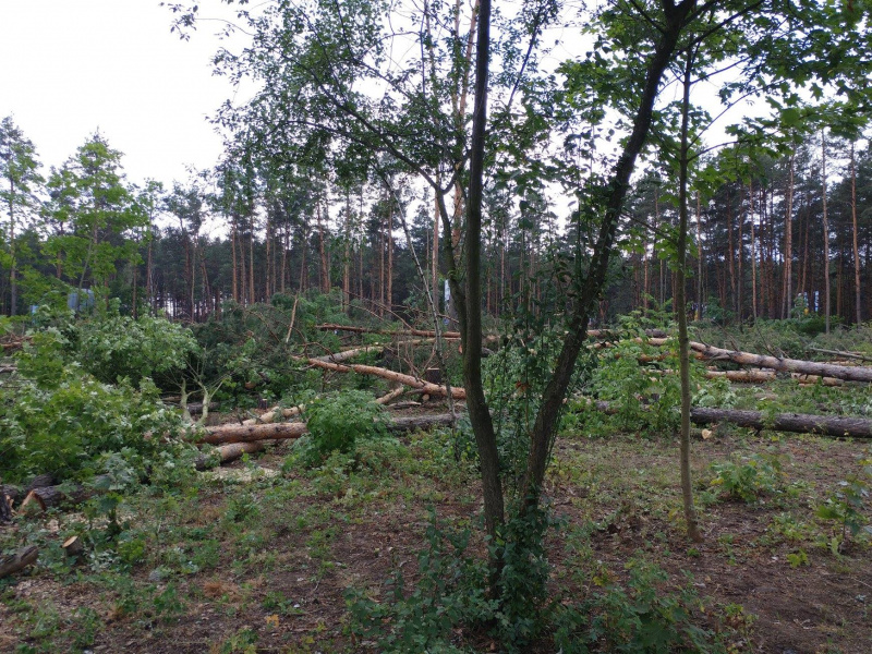 Назад в 90-е: как "титушки" и "братки" уничтожают лес в Гостомеле