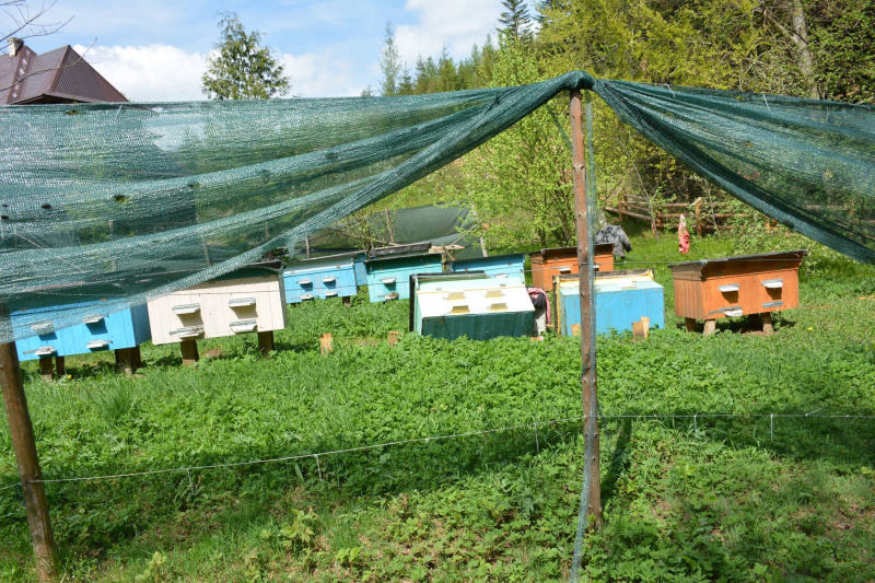 На Прикарпатье медведь нагло обворовывает пасеки (фото)