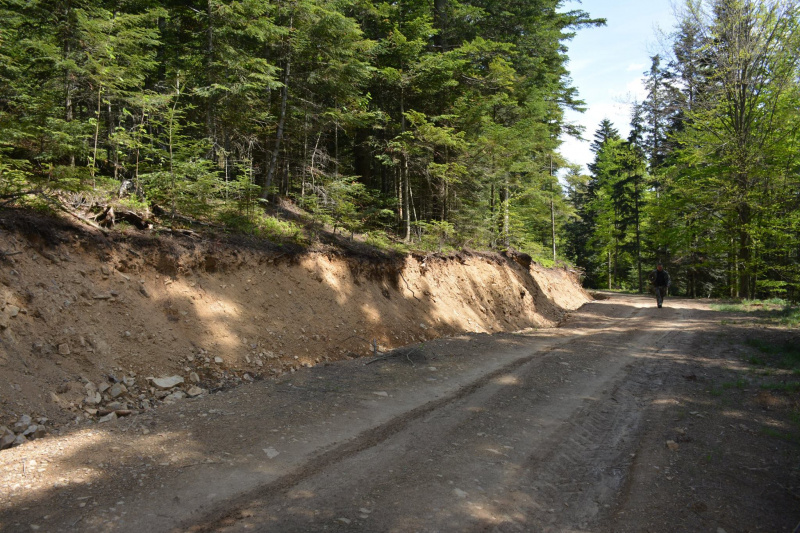 На Прикарпатье медведь нагло обворовывает пасеки (фото)
