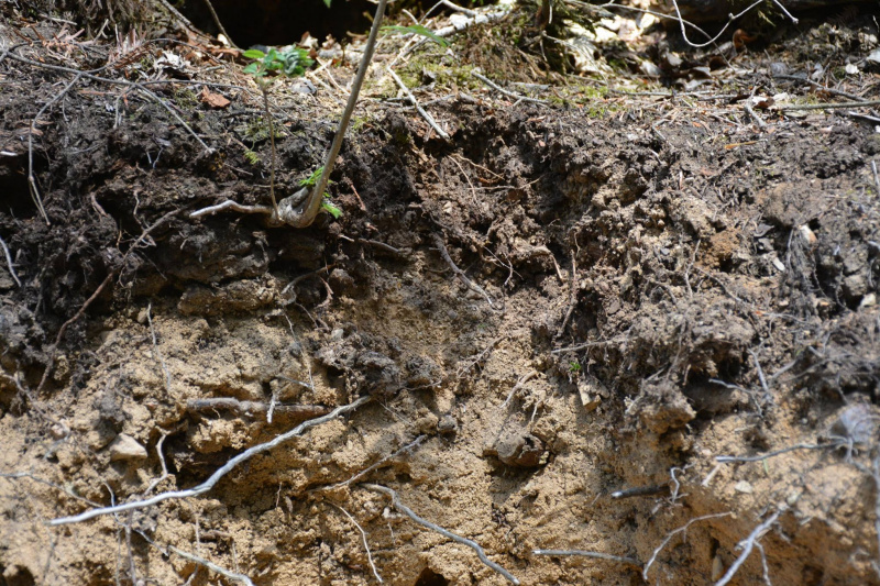 На Прикарпатье медведь нагло обворовывает пасеки (фото)