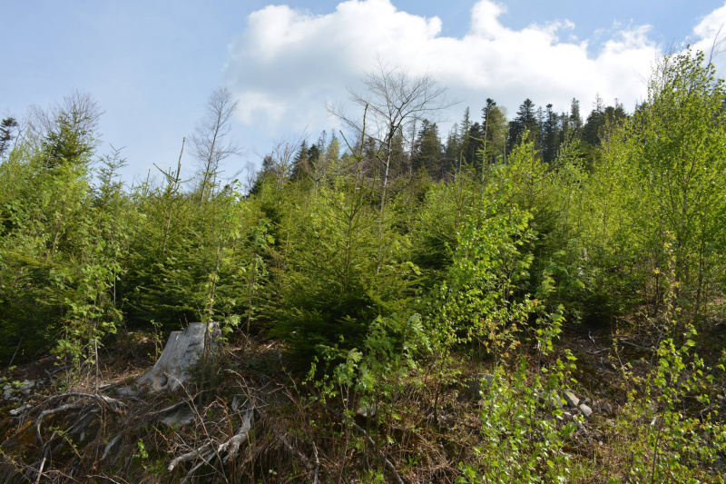На Прикарпатье медведь нагло обворовывает пасеки (фото)