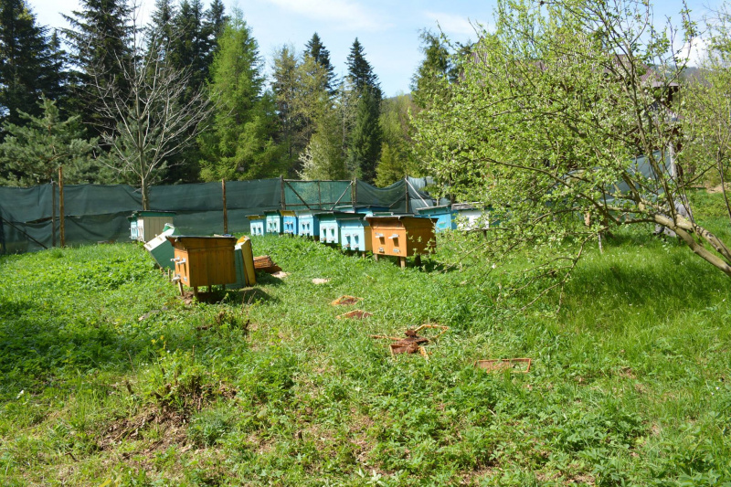 На Прикарпатье медведь нагло обворовывает пасеки (фото)