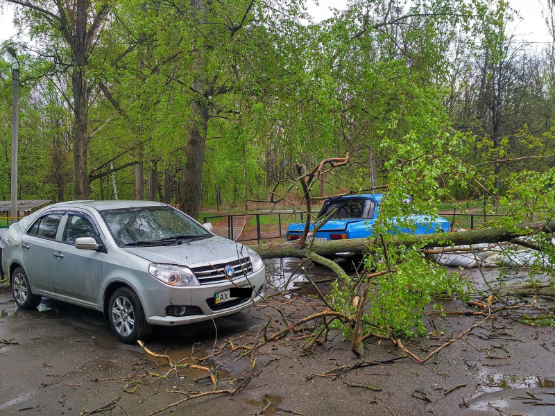 “Водитель чудом отошел”: в Харькове дерево раздавило несколько авто (фото)