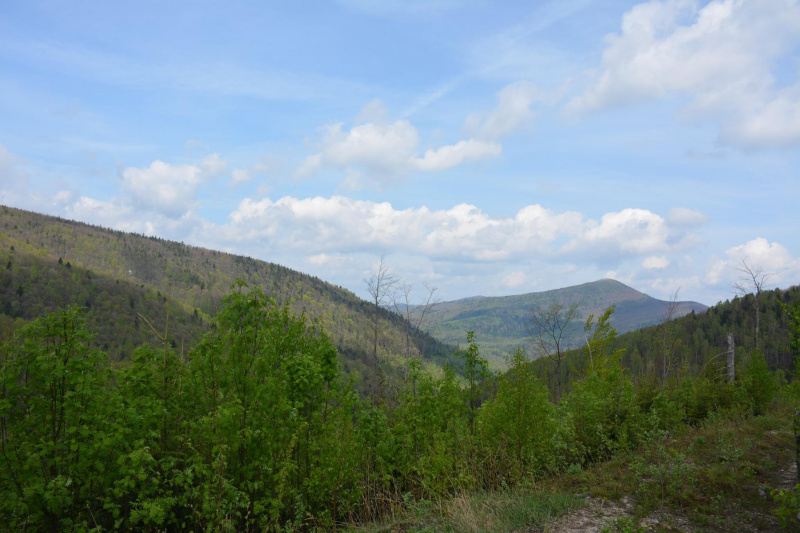 На Прикарпатті ведмідь нахабно обкрадає пасіки (фото)