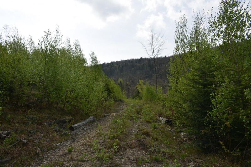 На Прикарпатті ведмідь нахабно обкрадає пасіки (фото)