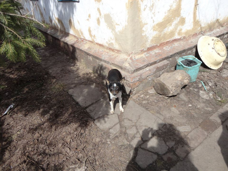 Нужна помощь: в Полтавской области могут погибнуть более 30 животных