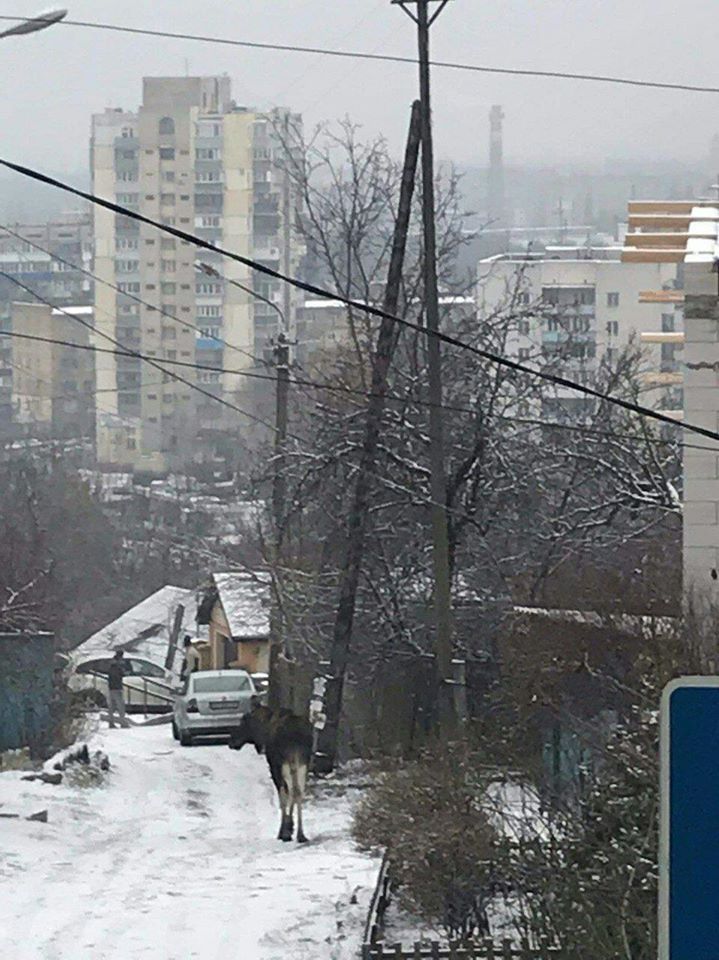 По улицам Киева второй месяц разгуливает лось: фото и видео