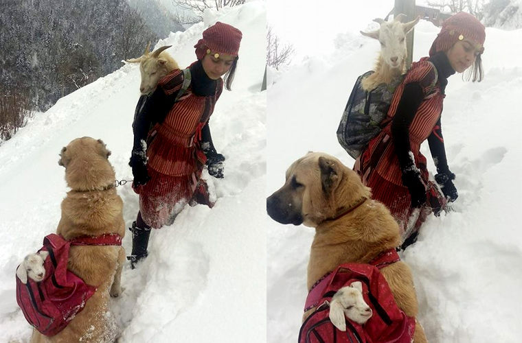 Девочка со своей собакой спасла маму-козу с козленком