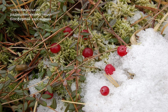 Вчені показали унікальні місця Чорнобильської зони: яскраві фото