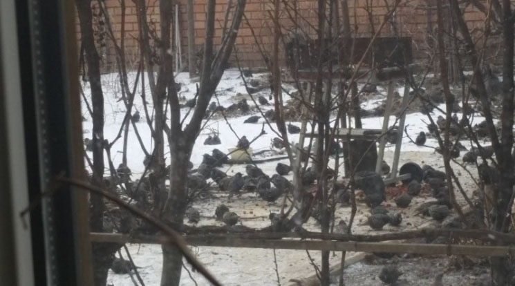 В Ізмаїлі жителі переживають небачену навалу пернатих