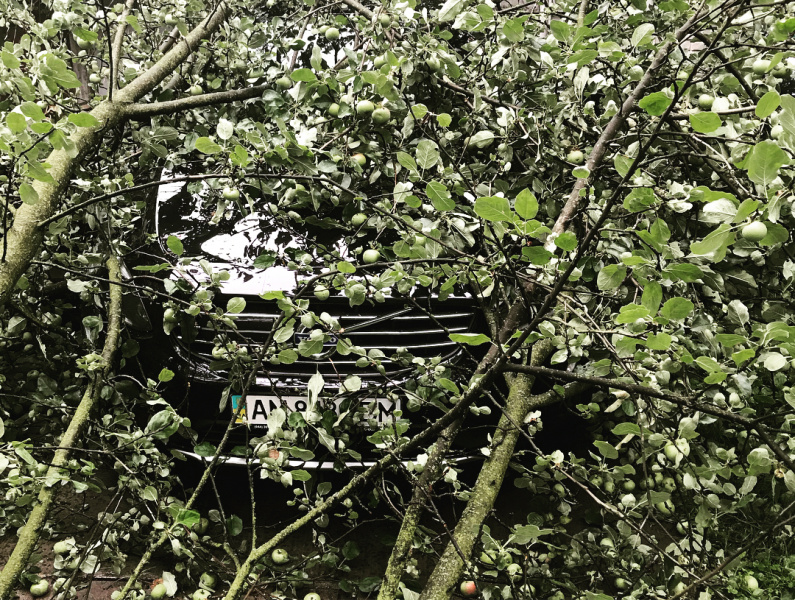 Автомобіль відомого українського музиканта розчавило дерево (фото)