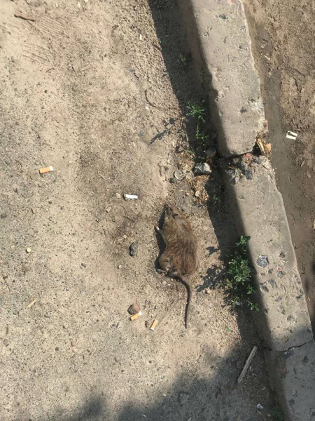 &quot;Нашестя гризунів&quot;: у Києві поскаржилися на численних щурів (фото)