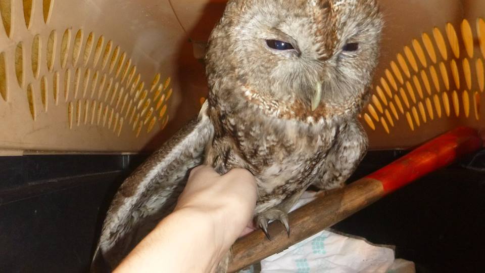 В Киеве неравнодушные люди спасли сову