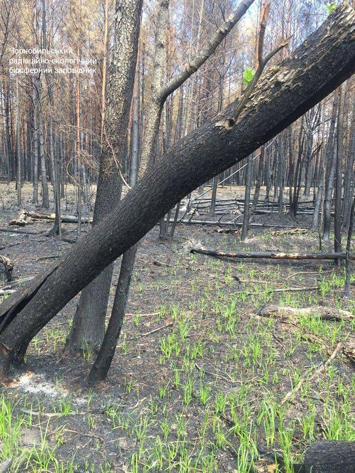 Чернобыльская зона оживает после большого пожара: появились яркие фото