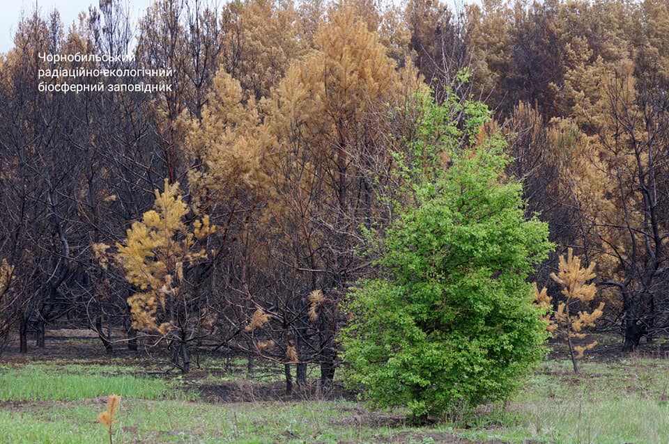 Чорнобиль оживає після великої пожежі: з'явилися вражаючі фото