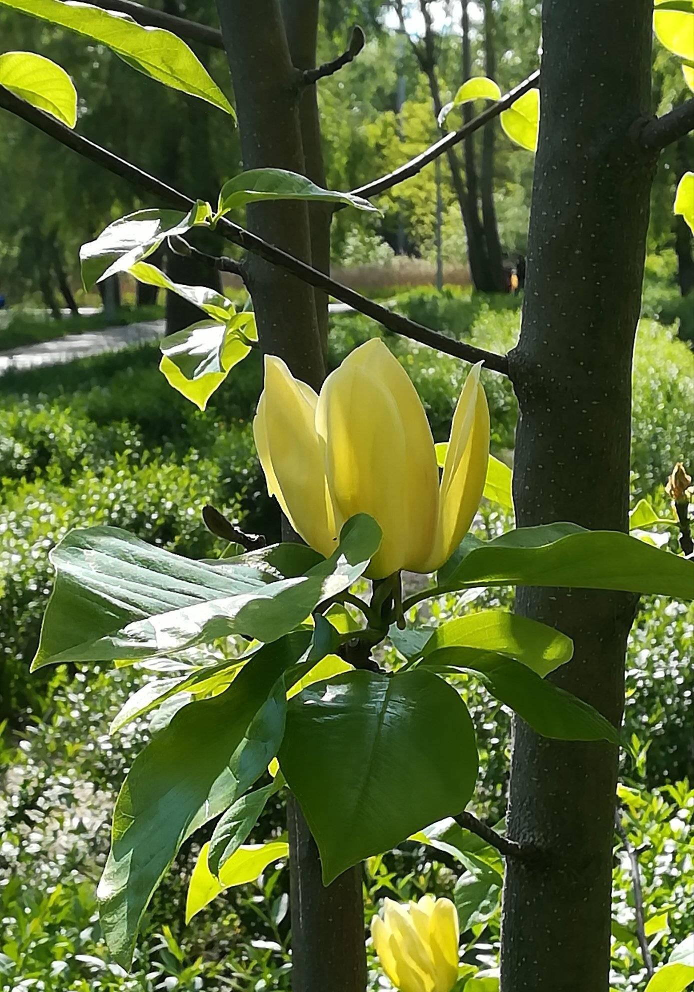В Киеве расцвели уникальные лимонные магнолии: яркие фото