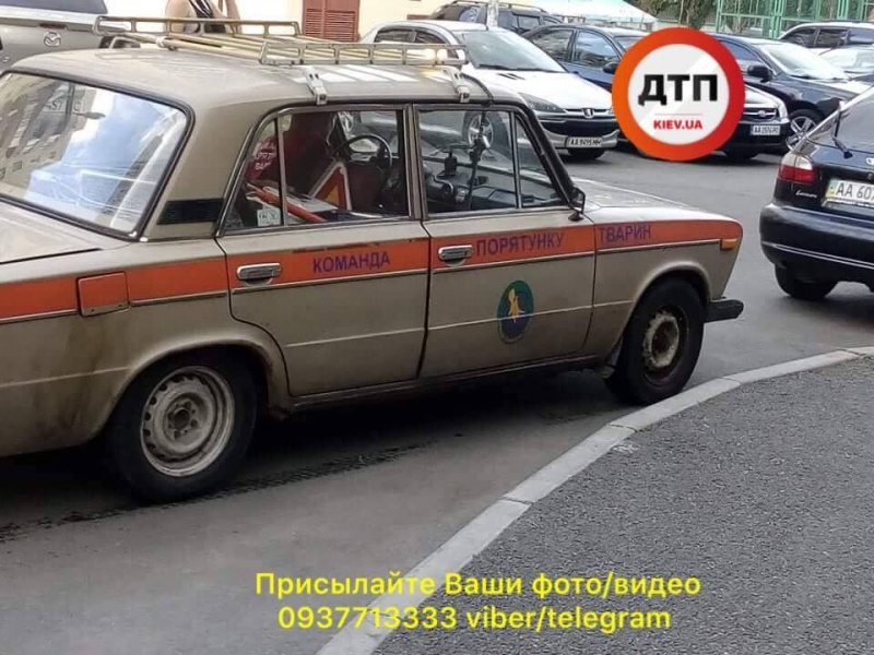 "Не залишайте без нагляду": у Києві кіт загинув, застрягши у вікні (фото, відео)
