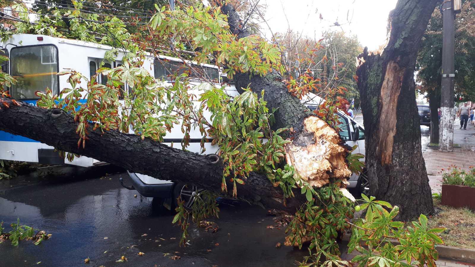 В Виннице дерево упало и накрыло троллейбус с людьми: фото и видео последствий стихии