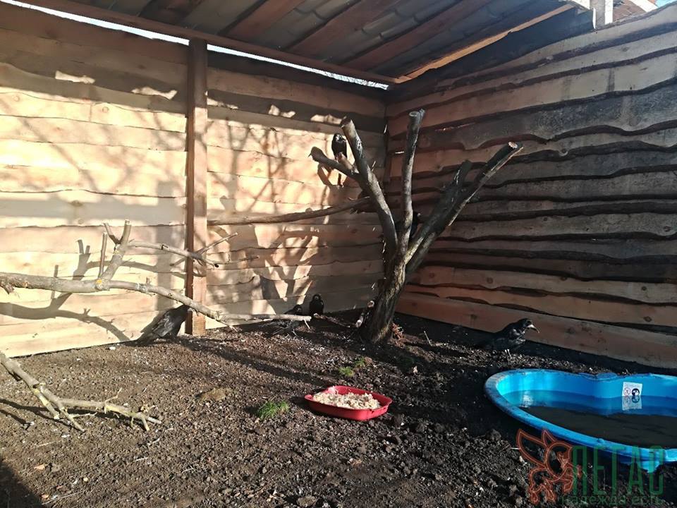 В Днепре открыли первый приют для искалеченных птиц