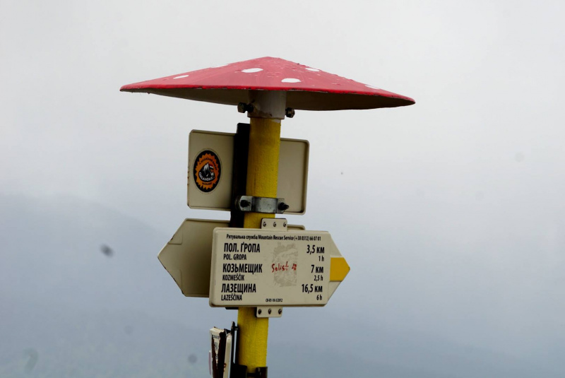 Неожиданно: в середине сентября в Карпатах зацвела червона рута (фото)