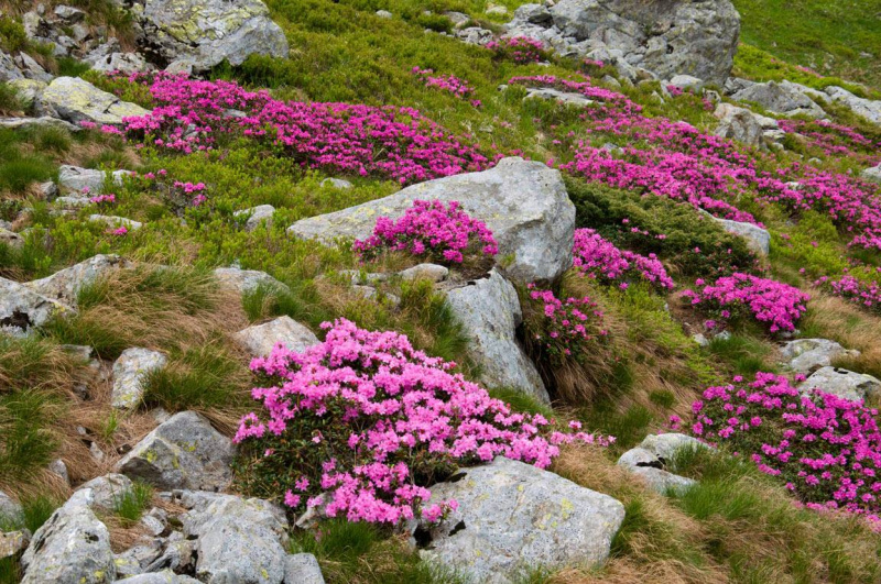 Неожиданно: в середине сентября в Карпатах зацвела червона рута (фото)