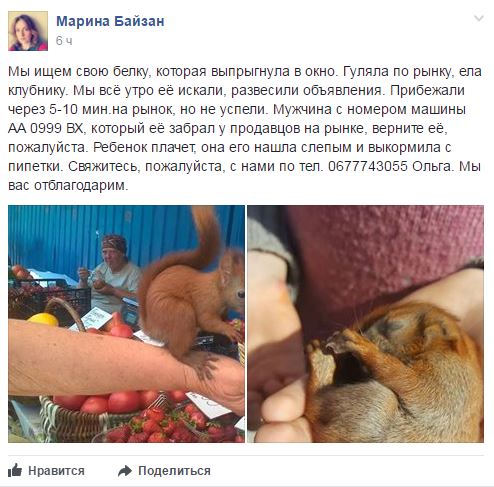 В Киеве просят вернуть сбежавшую ручную белку