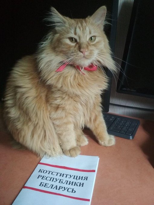 Якщо диктатор, то тільки такий: білоруси масово інавгурують котів, собак та мишей (фото)