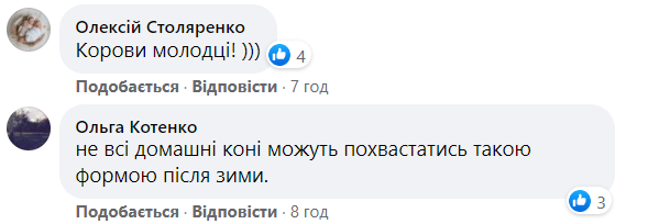 Як тварини в Чорнобилі пережили зиму: фото із заповідника