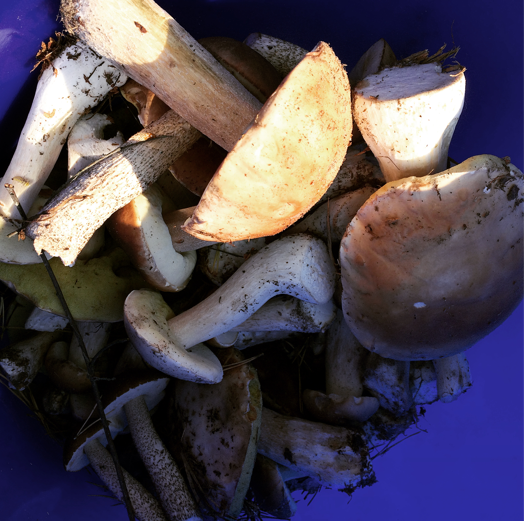 Відомі українці хваляться грибним "уловом"