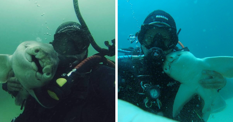 В Австралії дайвер 7 років дружить з акулою