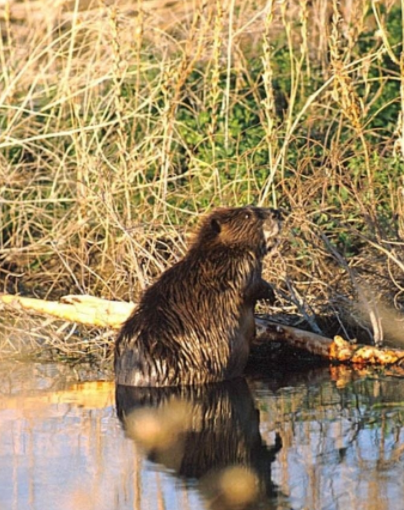 "Осторожно, атака бобров": киевлян предупредили о "банде" грызунов