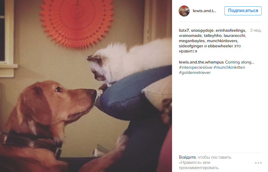 Кот-манчкин подружился с собакой без хвоста