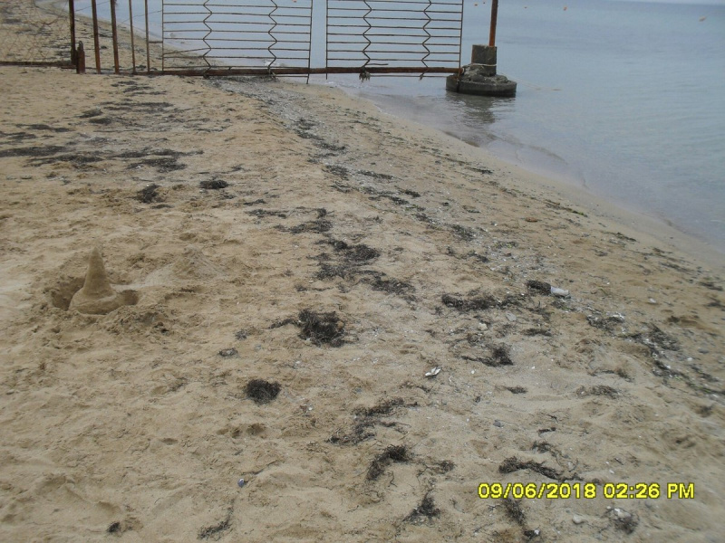 "Водоросли никому не помешают": в сети показали пляжи Евпатории (фото)