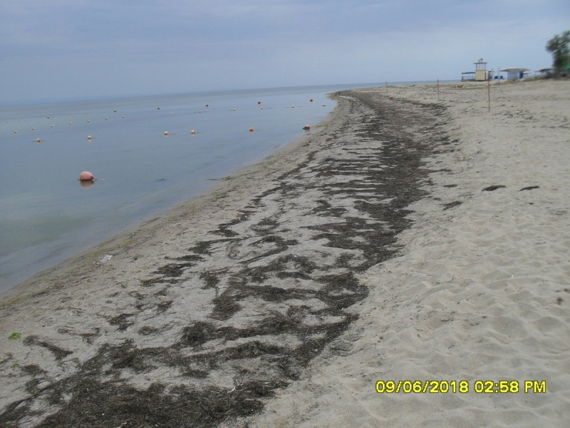"Водорості нікому не завадять": в мережі показали пляжі Євпаторії (фото)
