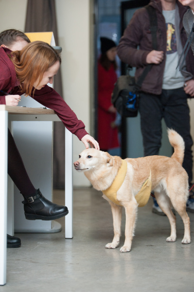 "Чотирилапе alter ego": як у Києві пройшла акція "Art to Help" (фото)