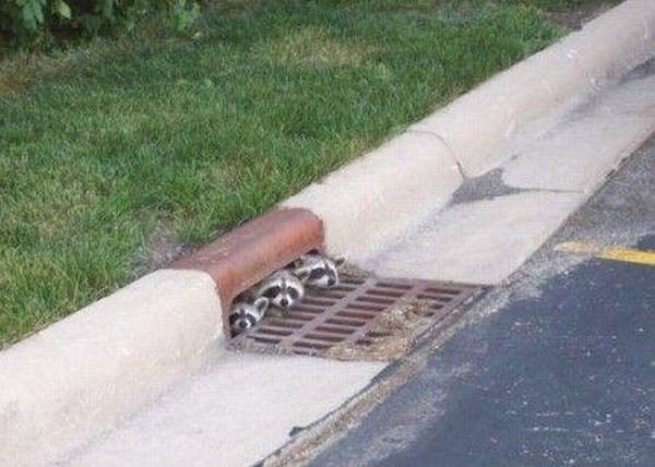 Вот почему хозяева енотов - самые счастливые люди на свете (лучшие фото и видео из сети)