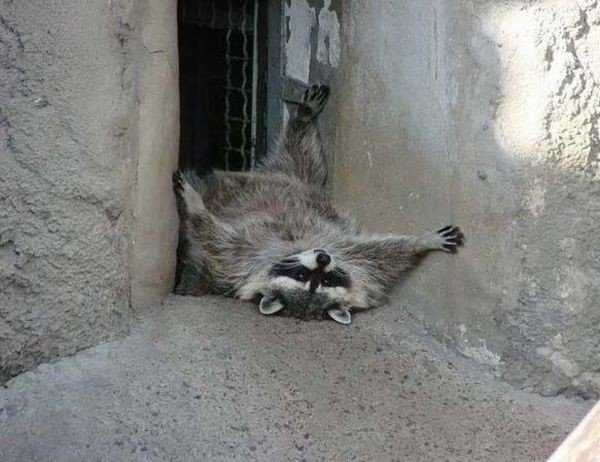 Вот почему хозяева енотов - самые счастливые люди на свете (лучшие фото и видео из сети)