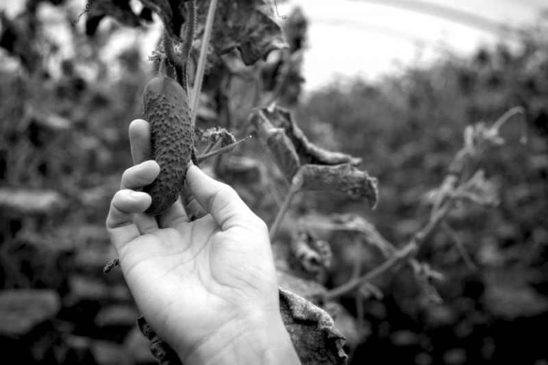 В сети показали, как живут люди в прифронтовых селах (фото)