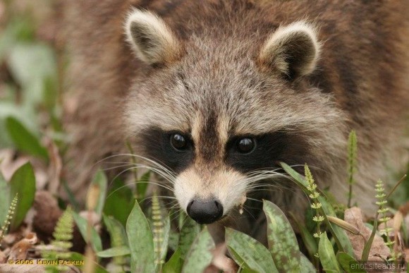 Вот почему хозяева енотов - самые счастливые люди на свете (лучшие фото и видео из сети)