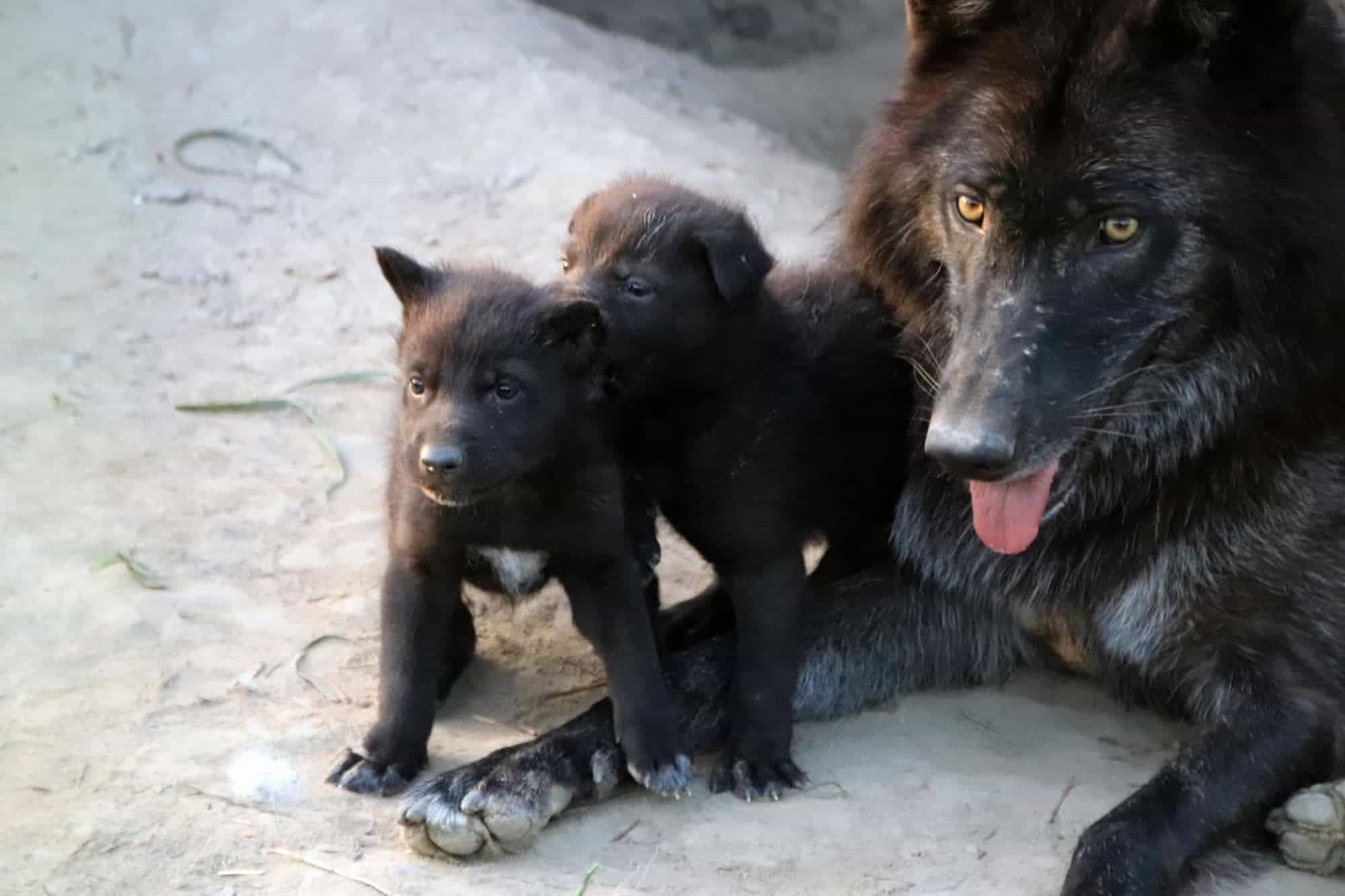 Чудесное пополнение: в зоопарке под Киевом родились новые обитатели