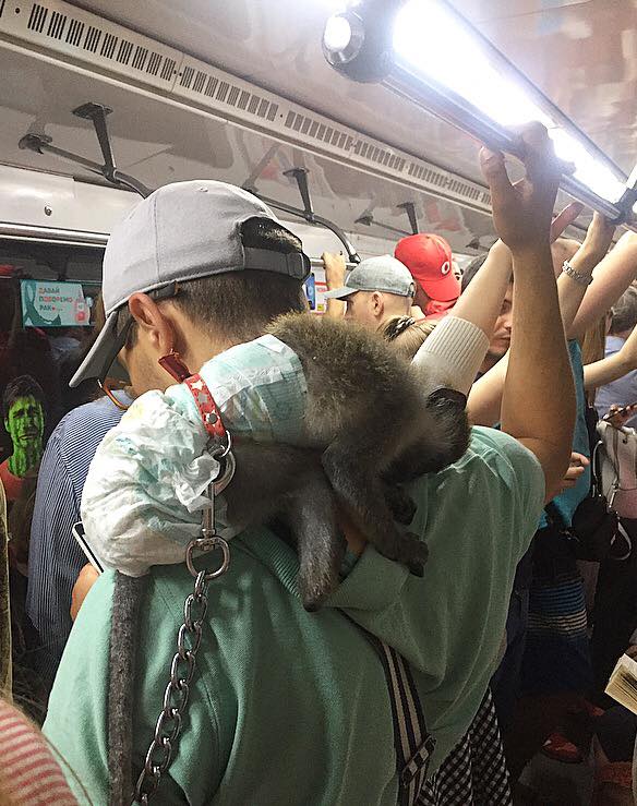 В Киеве эксплуатируют маленькую обезьяну для сбора денег