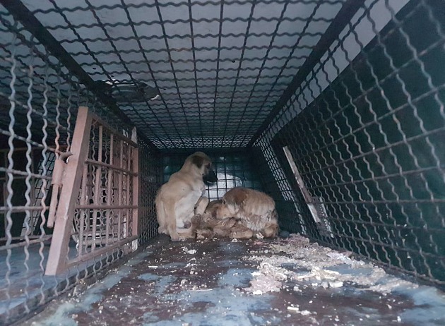 В Запорожской области зоозащитники разгромили машину отловщиков собак (фото)